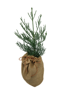 Giant Sequoia w/ Burlap Gift Wrapping | The Jonsteen Company
