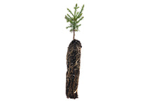 Load image into Gallery viewer, Giant Sequoia | Lot of 30 Tree Seedlings