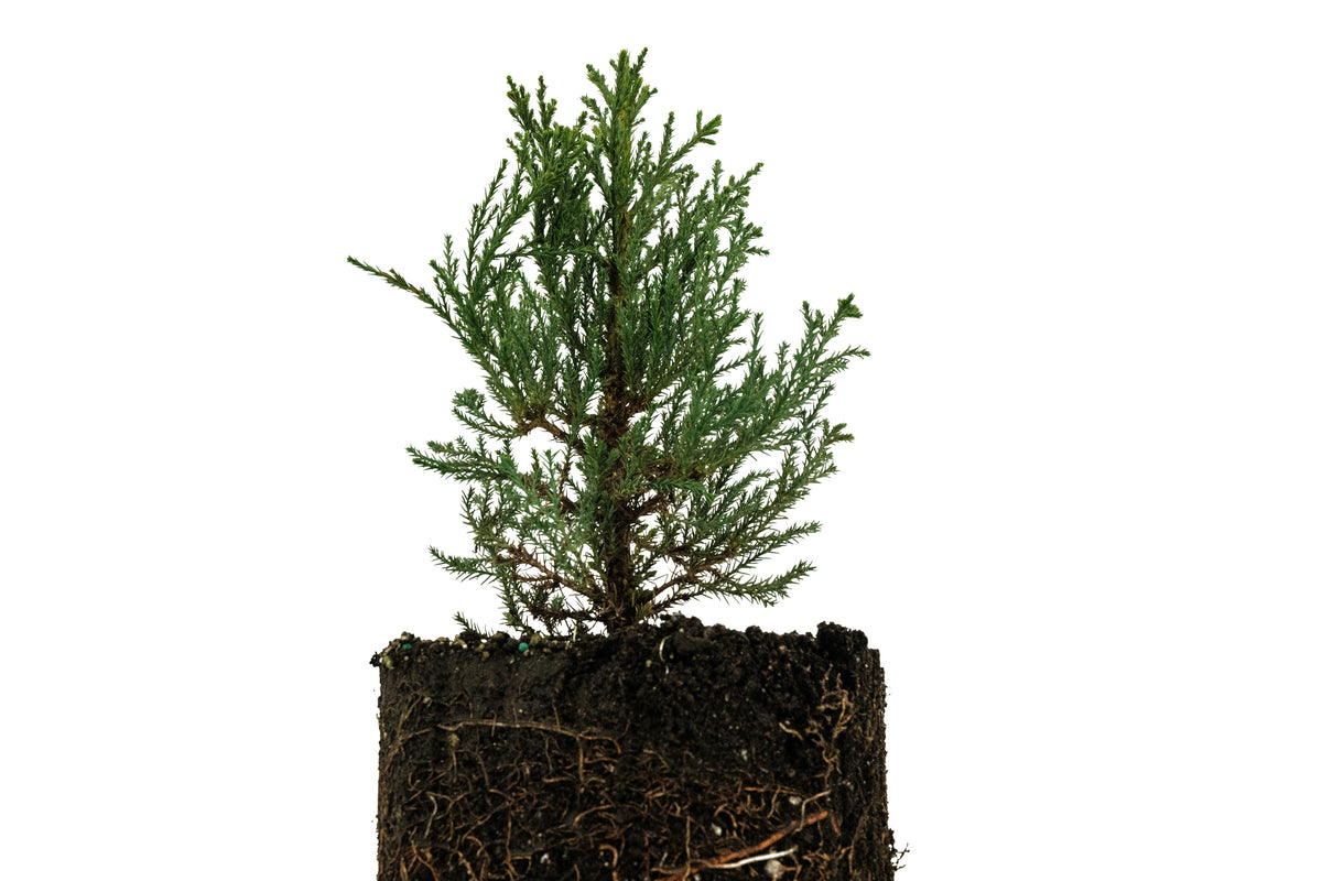 Xl Tree Giant Sequoia | XL Tree Seedling – The Jonsteen Company