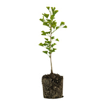 Load image into Gallery viewer, Ginkgo biloba | Large Tree Seedling | The Jonsteen Company