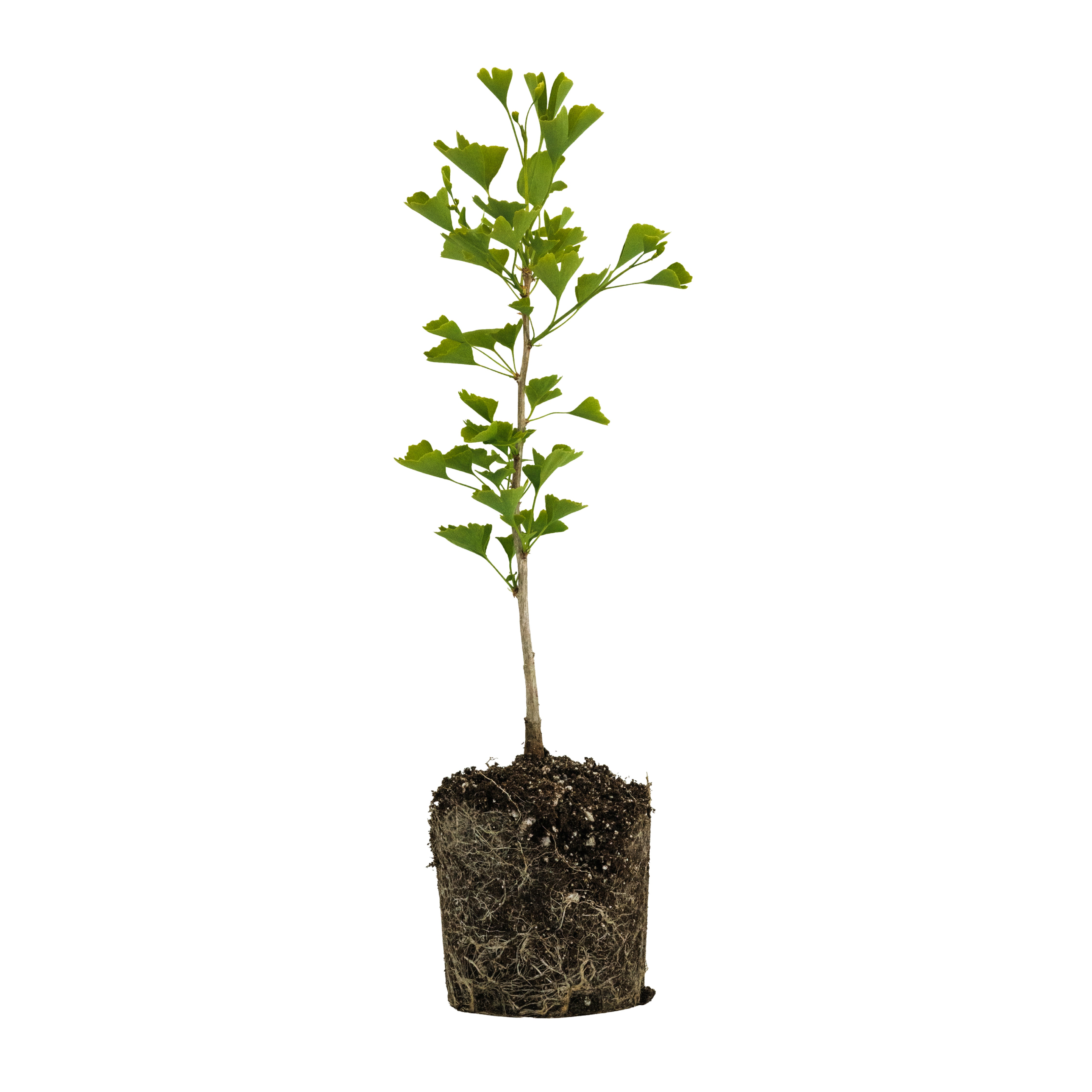 Ginkgo biloba