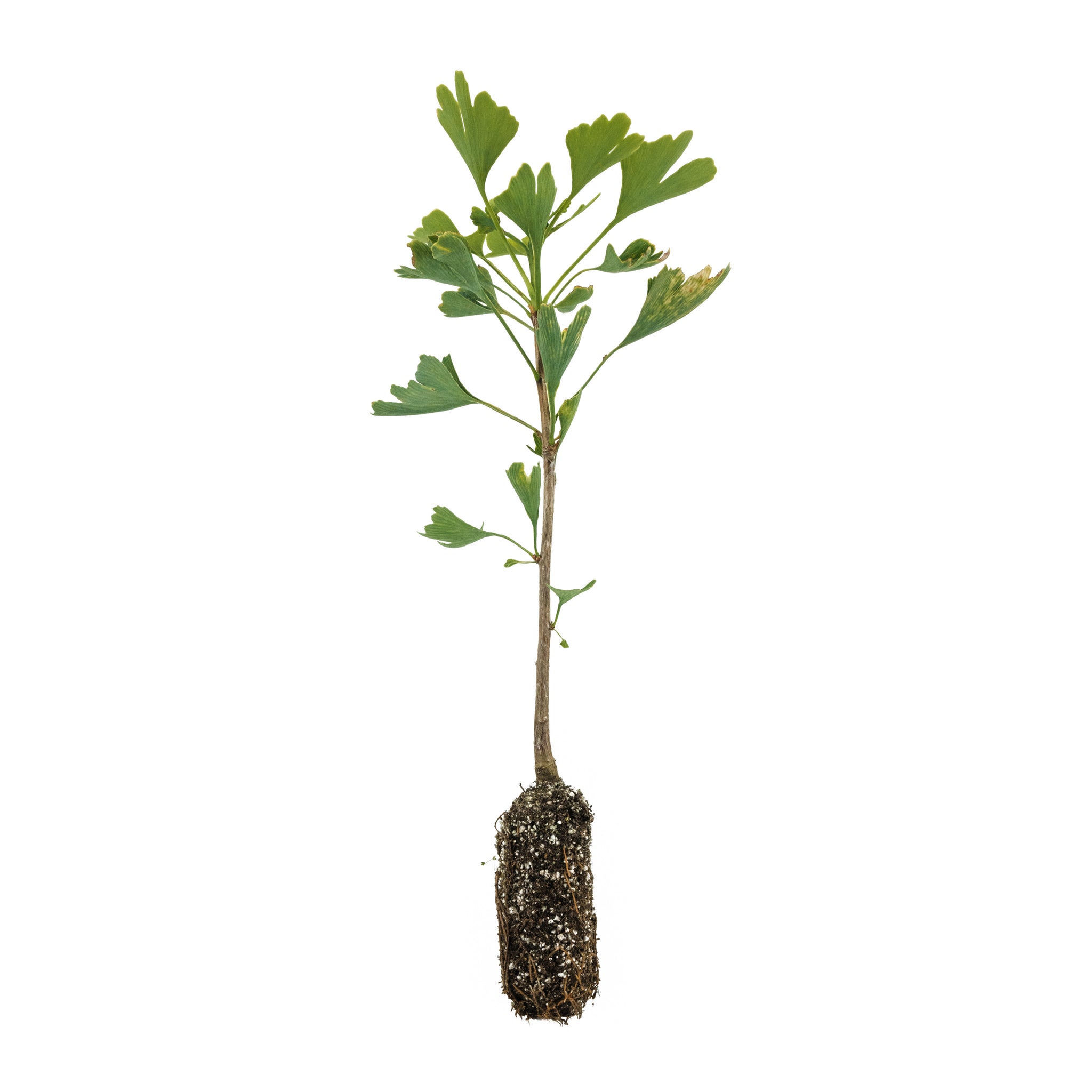 planting ginkgo seeds Ginkgo biloba