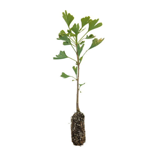 Ginkgo biloba | Medium Tree Seedling