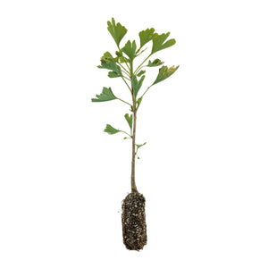 Ginkgo biloba | Medium Tree Seedling