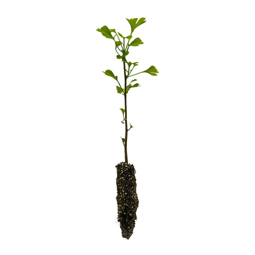 Ginkgo biloba | Small Tree Seedling | The Jonsteen Company