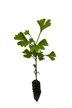 Load image into Gallery viewer, Ginkgo biloba | Small Tree Seedling | The Jonsteen Company