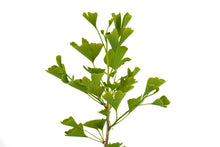 Load image into Gallery viewer, Ginkgo biloba | Large Tree Seedling | The Jonsteen Company