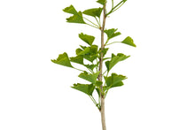 Load image into Gallery viewer, Ginkgo biloba | Large Tree Seedling | The Jonsteen Company