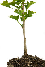 Load image into Gallery viewer, Ginkgo biloba | Large Tree Seedling | The Jonsteen Company