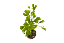 Load image into Gallery viewer, Ginkgo biloba | Large Tree Seedling | The Jonsteen Company