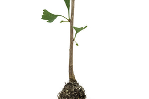 Ginkgo biloba | Medium Tree Seedling