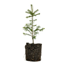 Load image into Gallery viewer, Grand Fir | Large Tree Seedling | The Jonsteen Company