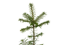 Load image into Gallery viewer, Grand Fir | Large Tree Seedling | The Jonsteen Company