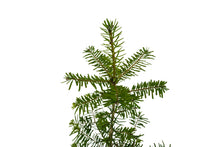 Load image into Gallery viewer, Grand Fir | Large Tree Seedling | The Jonsteen Company