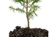 Load image into Gallery viewer, Grand Fir | Large Tree Seedling | The Jonsteen Company