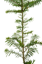 Load image into Gallery viewer, Grand Fir | Large Tree Seedling | The Jonsteen Company