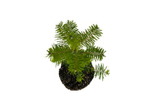 Load image into Gallery viewer, Grand Fir | Large Tree Seedling | The Jonsteen Company