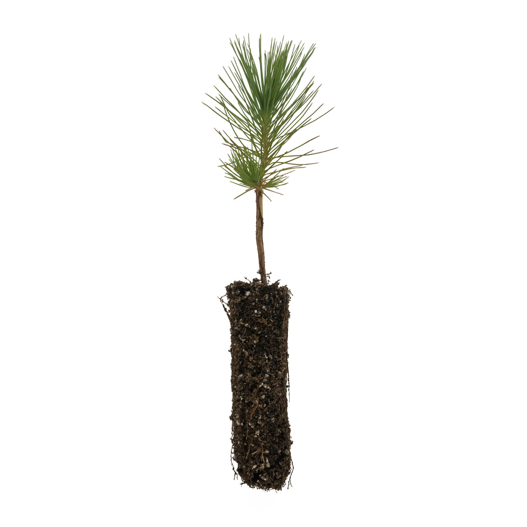 Himalayan Pine | Small Tree Seedling | The Jonsteen Company