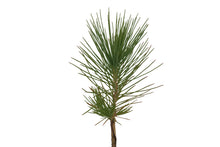 Load image into Gallery viewer, Himalayan Pine | Small Tree Seedling | The Jonsteen Company