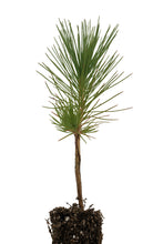 Load image into Gallery viewer, Himalayan Pine | Small Tree Seedling | The Jonsteen Company