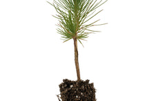 Load image into Gallery viewer, Himalayan Pine | Small Tree Seedling | The Jonsteen Company