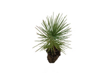 Load image into Gallery viewer, Himalayan Pine | Small Tree Seedling | The Jonsteen Company