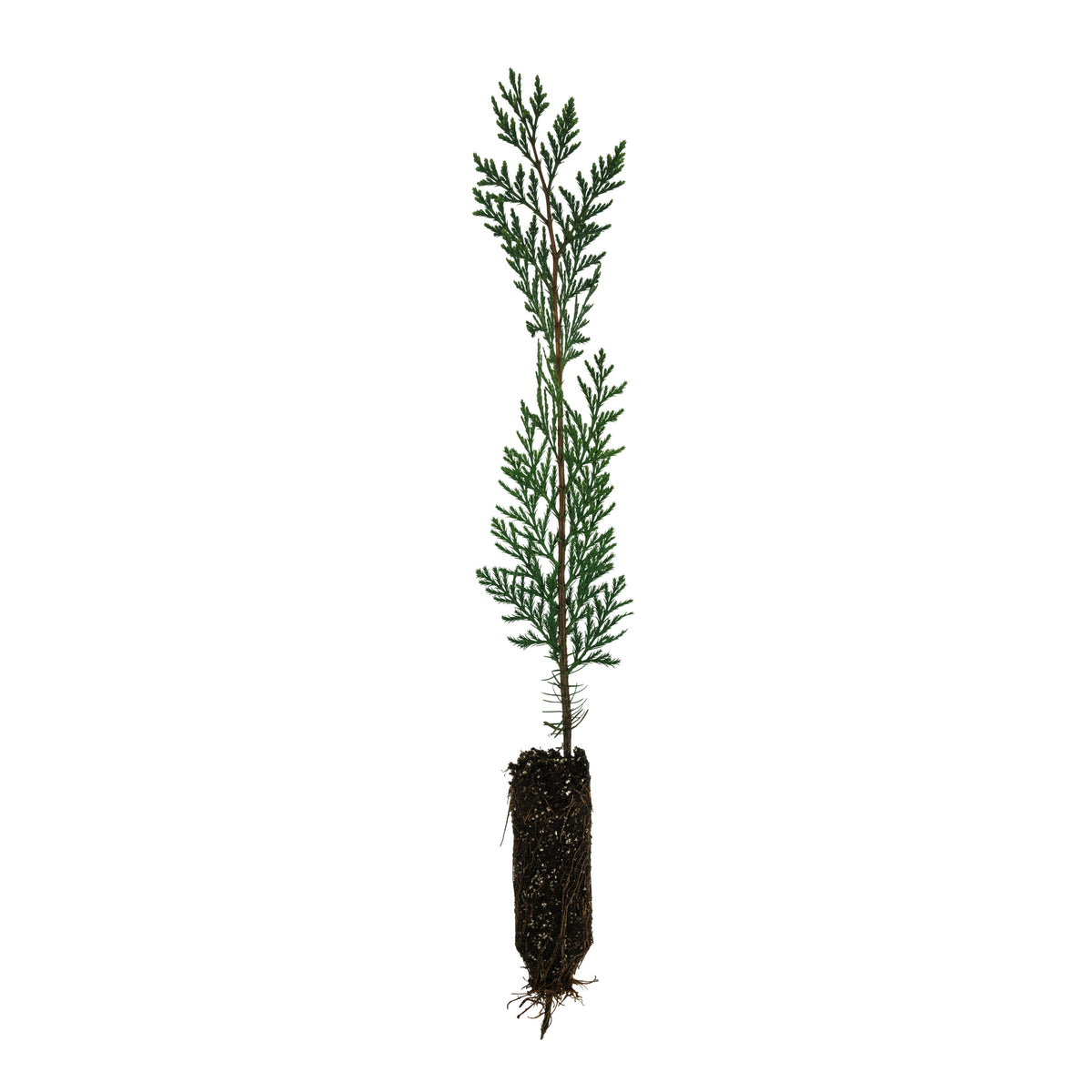 Incense Cedar Medium Tree Seedling