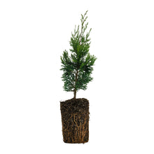 Load image into Gallery viewer, Incense Cedar | XL Tree Seedling | The Jonsteen Company