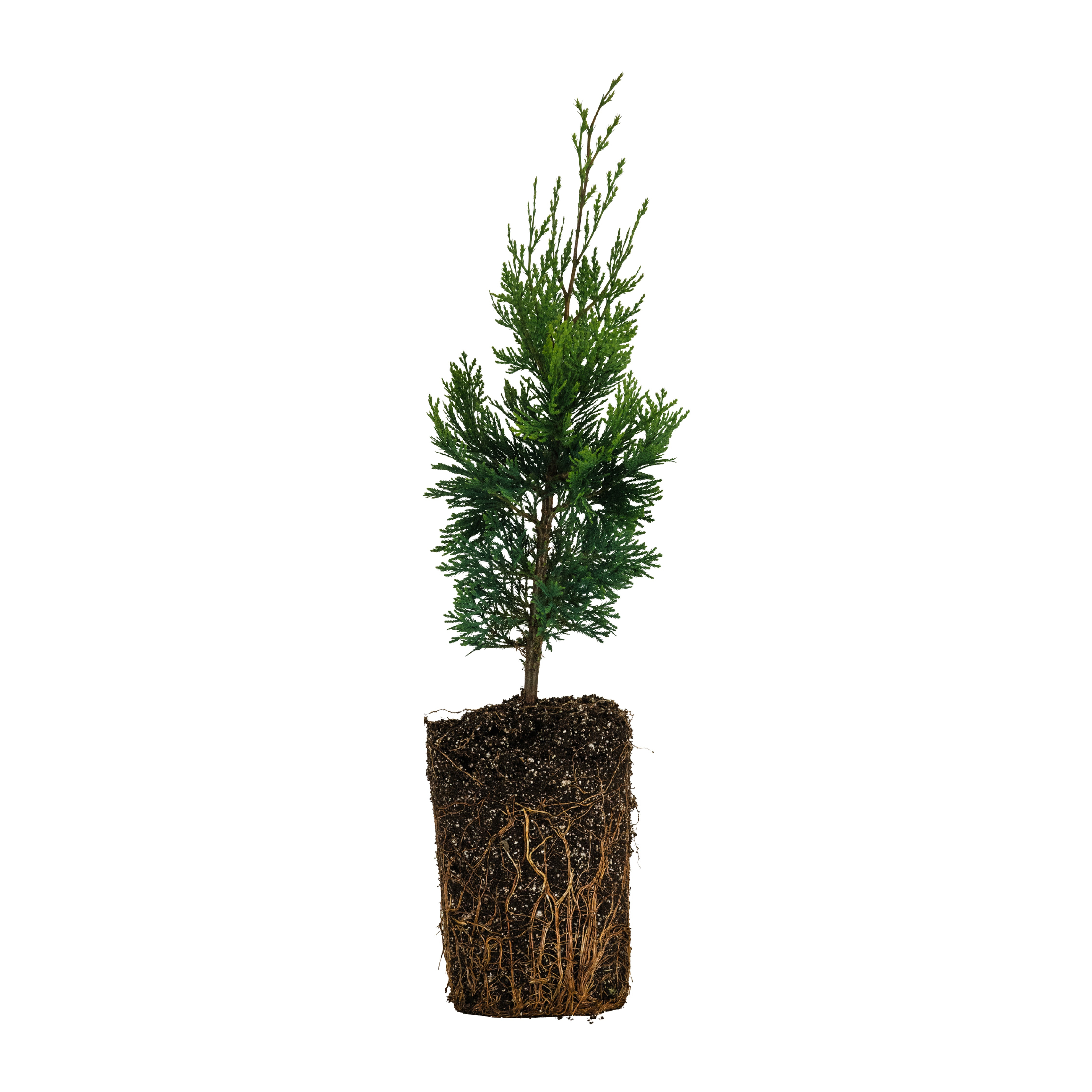じゅん　針葉樹2点 Incense Cedar | XL Tree Seedling – The Jonsteen Company