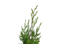 Load image into Gallery viewer, Incense Cedar | XL Tree Seedling | The Jonsteen Company