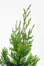 Load image into Gallery viewer, Incense Cedar | XL Tree Seedling | The Jonsteen Company