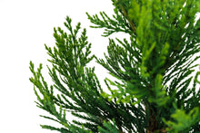 Load image into Gallery viewer, Incense Cedar | XL Tree Seedling | The Jonsteen Company