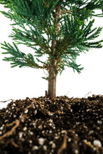 Load image into Gallery viewer, Incense Cedar | XL Tree Seedling | The Jonsteen Company