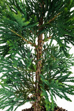 Load image into Gallery viewer, Incense Cedar | XL Tree Seedling | The Jonsteen Company
