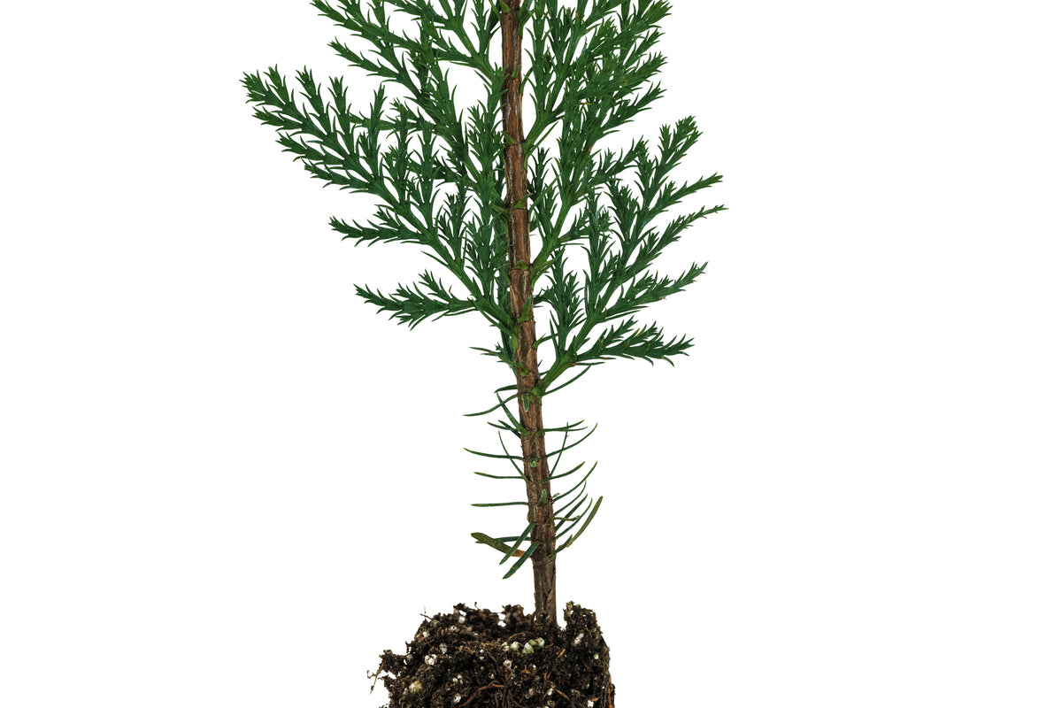 Incense Cedar Medium Tree Seedling