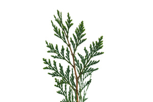 Incense Cedar | Medium Tree Seedling