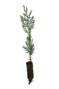 Incense Cedar | Medium Tree Seedling
