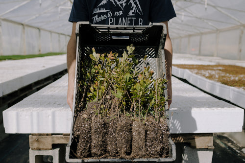 Interior Live Oak | Lot of 30 Tree Seedlings | The Jonsteen Company