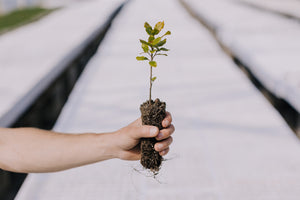 Interior Live Oak | Lot of 30 Tree Seedlings | The Jonsteen Company