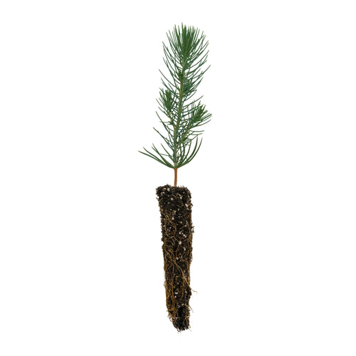 Italian Stone Pine | Small Tree Seedling | The Jonsteen Company