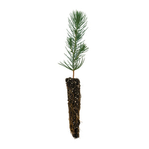 Italian Stone Pine | Small Tree Seedling | The Jonsteen Company