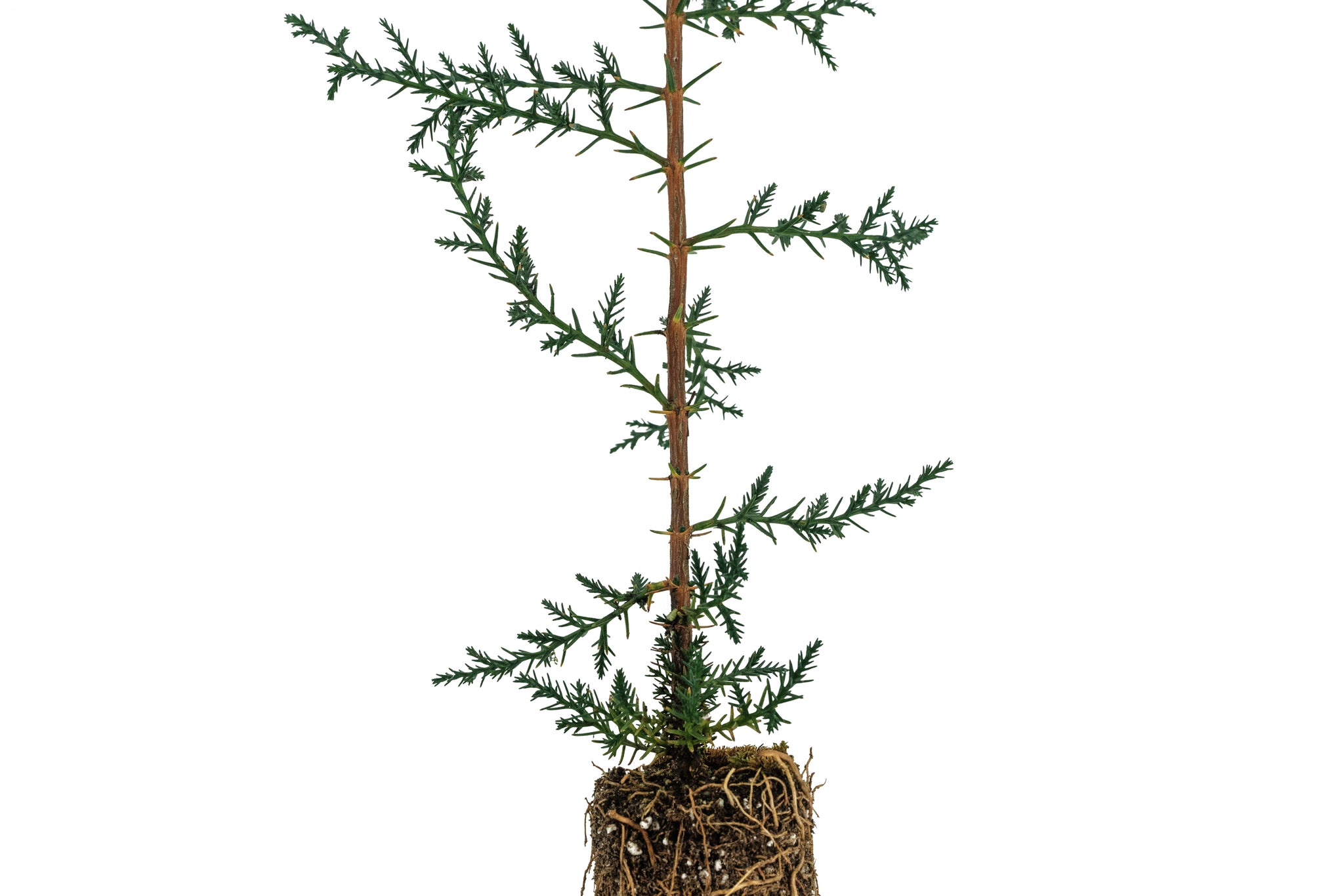 italian cypress bonsai tree Italian Cypress