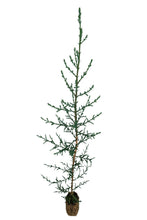Load image into Gallery viewer, Italian Cypress | Medium Tree Seedling | The Jonsteen Company