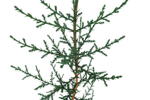 Italian Cypress | Medium Tree Seedling | The Jonsteen Company