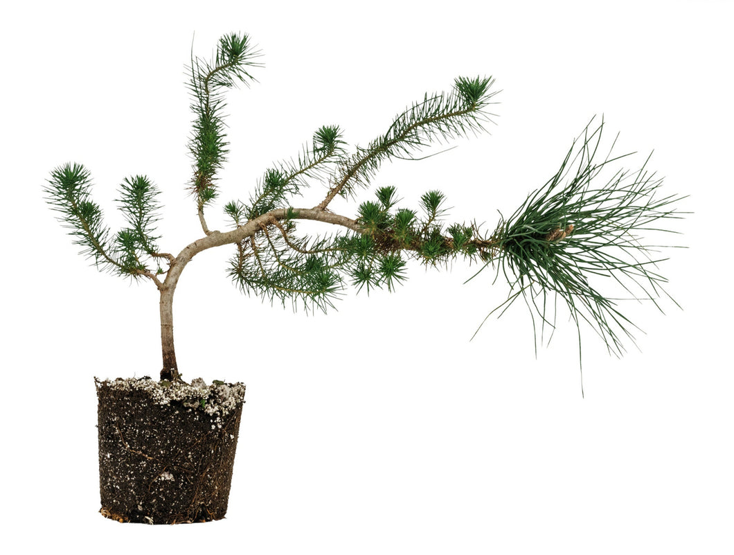 Bonsai Special | Italian Stone Pine (D9)