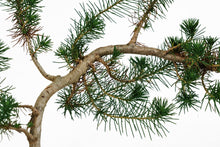 Load image into Gallery viewer, Bonsai Special | Italian Stone Pine (D9)