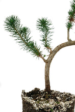 Load image into Gallery viewer, Bonsai Special | Italian Stone Pine (D9)