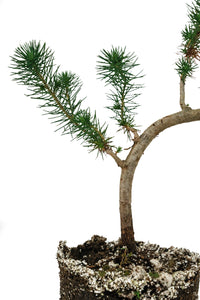 Bonsai Special | Italian Stone Pine (D9)