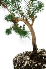 Load image into Gallery viewer, Bonsai Special | Italian Stone Pine (D9)