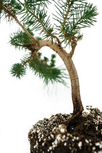 Bonsai Special | Italian Stone Pine (D9)